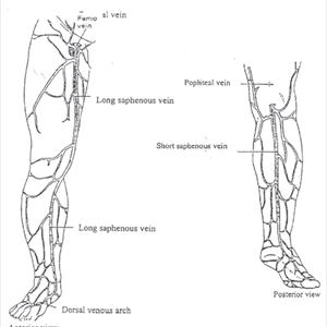 Varicose Veins Incidence - Bilberry - The Potent Antioxidant