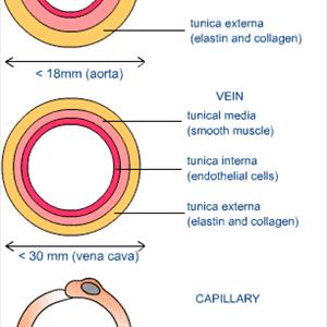 Varicose Vines - Questions To Ask Before Your Vein Treatment