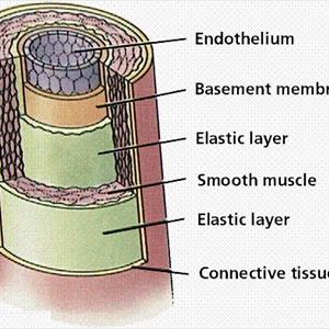 Varicose Vein Repair - Benefits Of Wearing Medical Compression Stockings