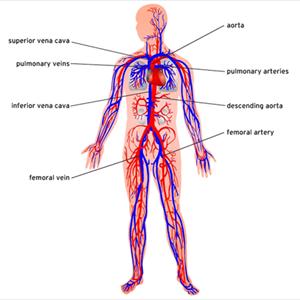 Varicose Veiins - Levels Of Concern With Varicose Vein Treatment