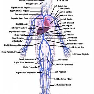 Varicose Veins Remedy - Understanding Varicose Veins